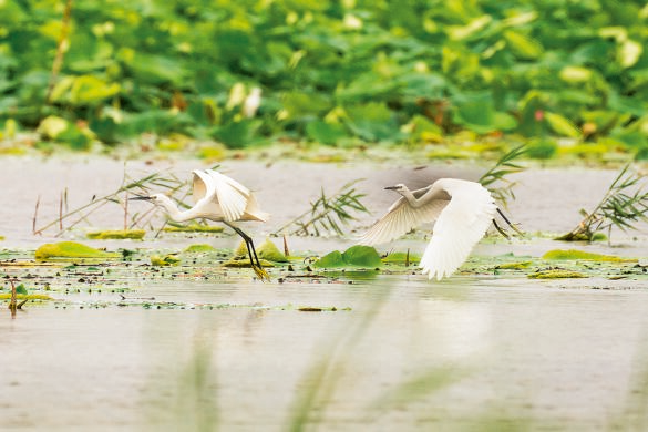 鸟儿在白洋淀水面上飞舞（2022年7月10日摄）。新华社发（李鑫摄）