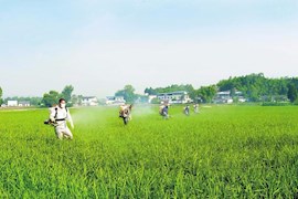 仁寿县珠嘉镇专业植保人员为稻田喷施药物