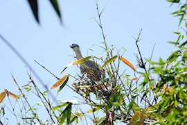 成都望江楼公园：白鹭在公园竹林中搭建上100个巢