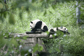 【生态环境】雅安如何“领跑”大熊猫国家公园建设？‖张婧 